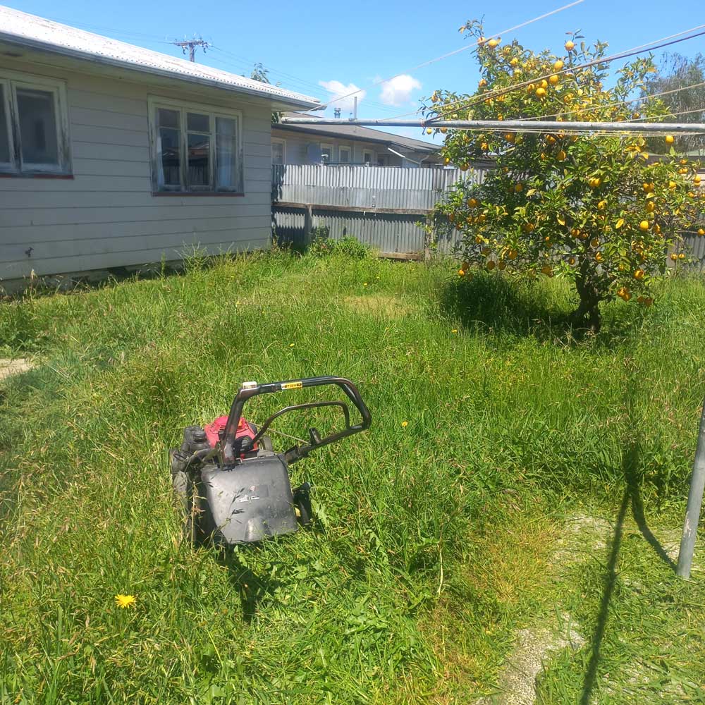 lawnmower in overgrown grass with lemon tree