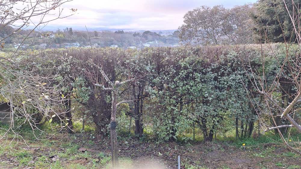 wide tall hedge thats been trimmed